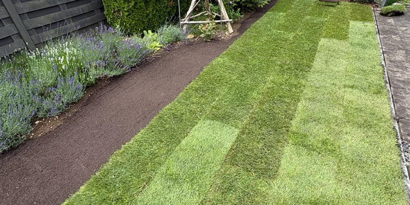 Frisch verlegter Rollrasen neben einem Lavendelbeet